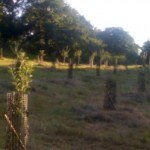 fruitTrees