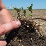 soil