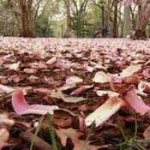 fallen-leaves1