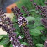 csh_honeybee
