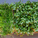 Microgreens