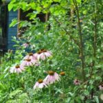 CSH_gdn_nature_oct
